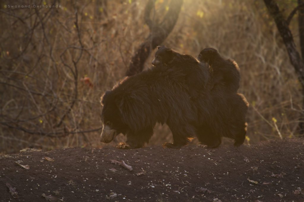 Indian Sloth Bear