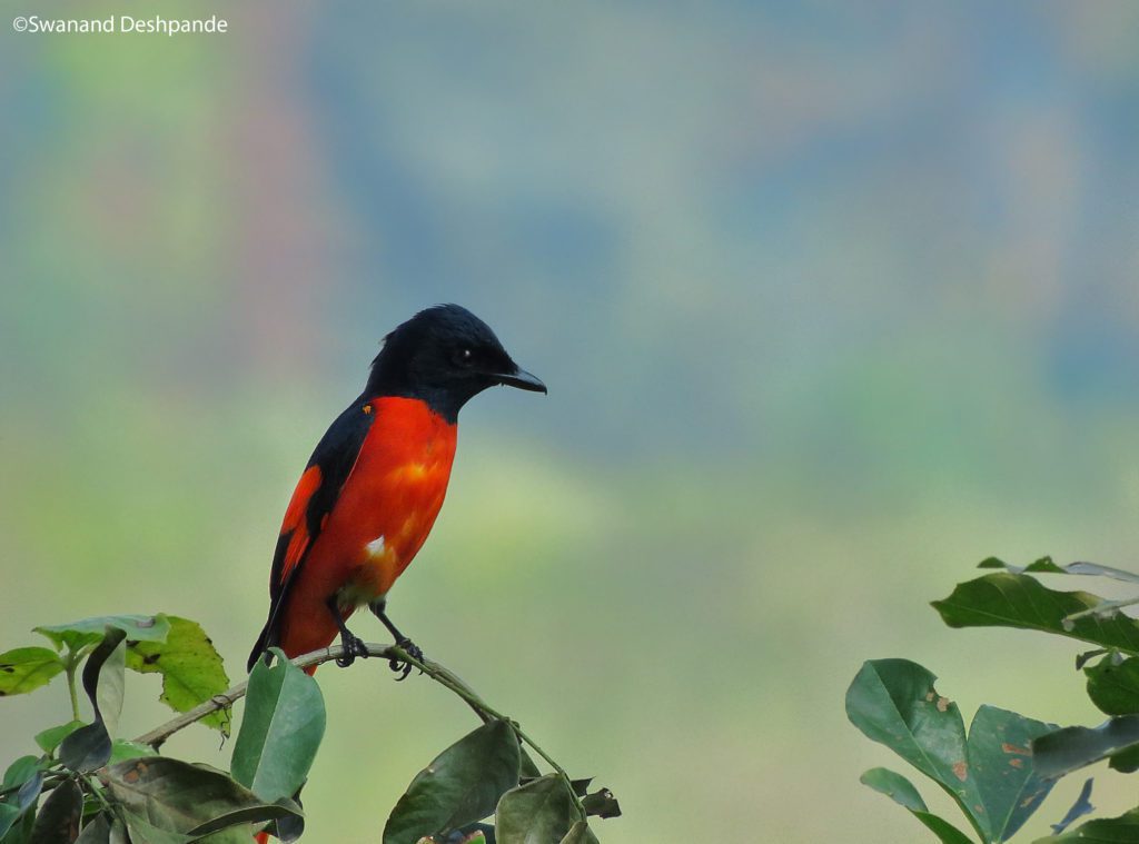 birds of india