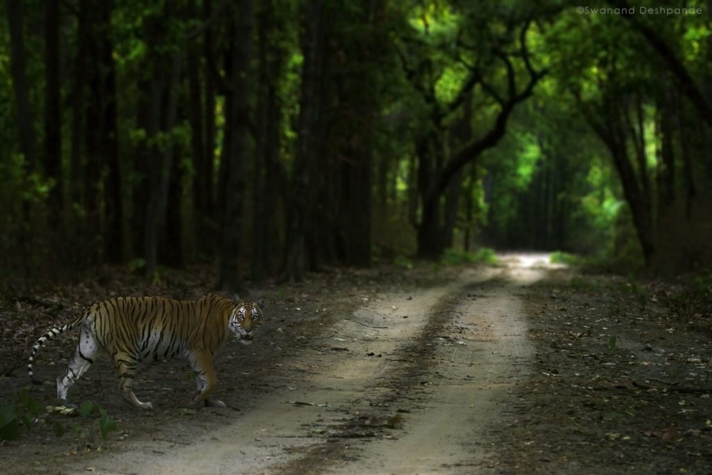 tiger safari India