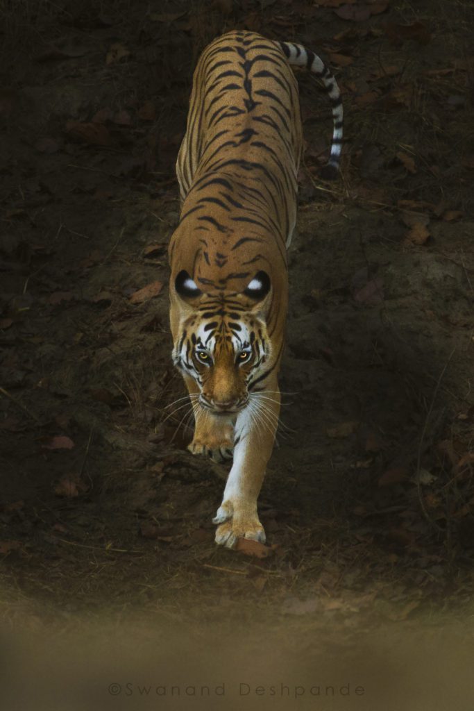 Tiger Safari in India