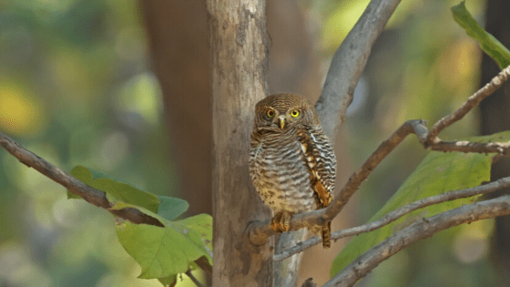 Jungle-Owlet