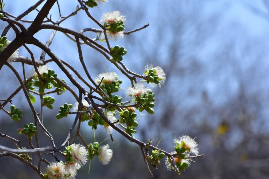 Kumbi-Flowers-central-india 