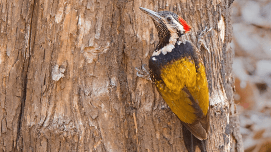 black-rumped flameback