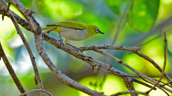 Oriental-White-Eye