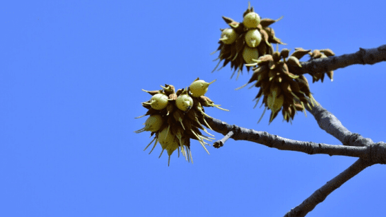 Mahua-Flowers-in-india