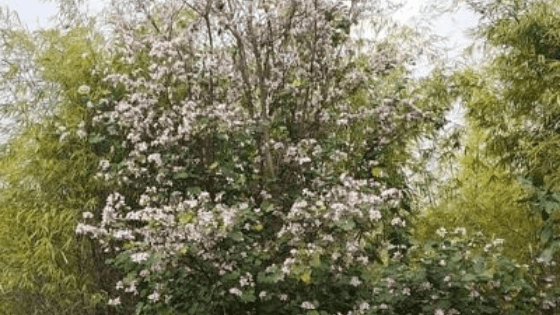 Kachnar-Flowers 