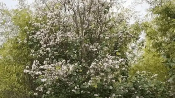 Kachnar-Flowers