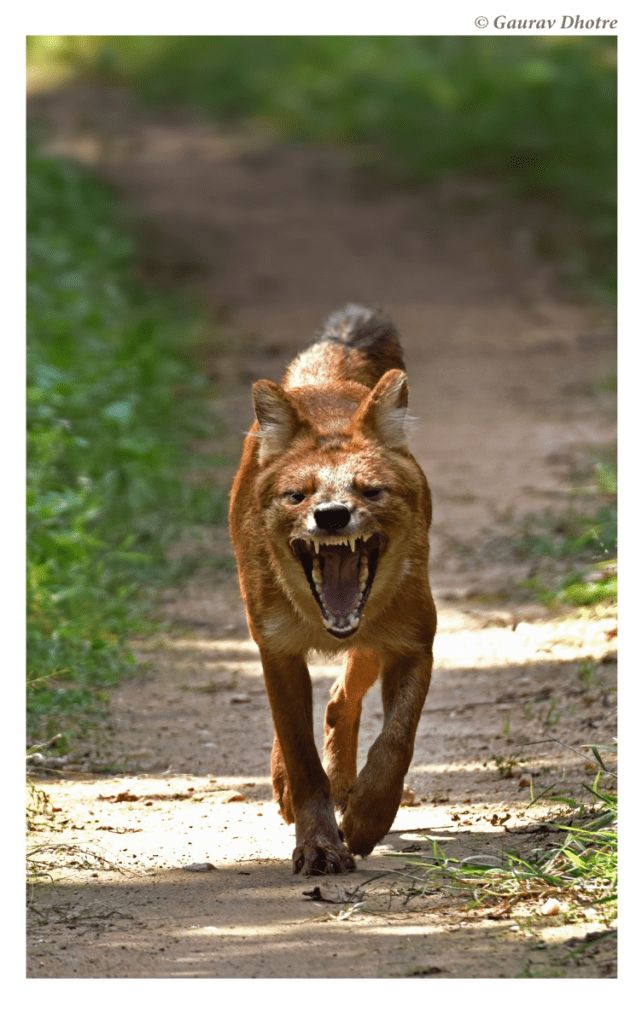 Dhole