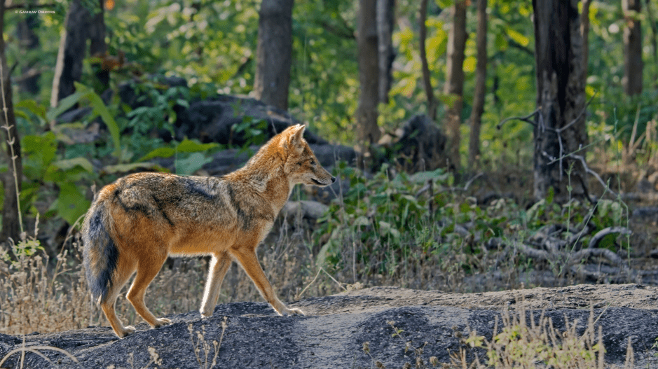 Indian Golden jackal