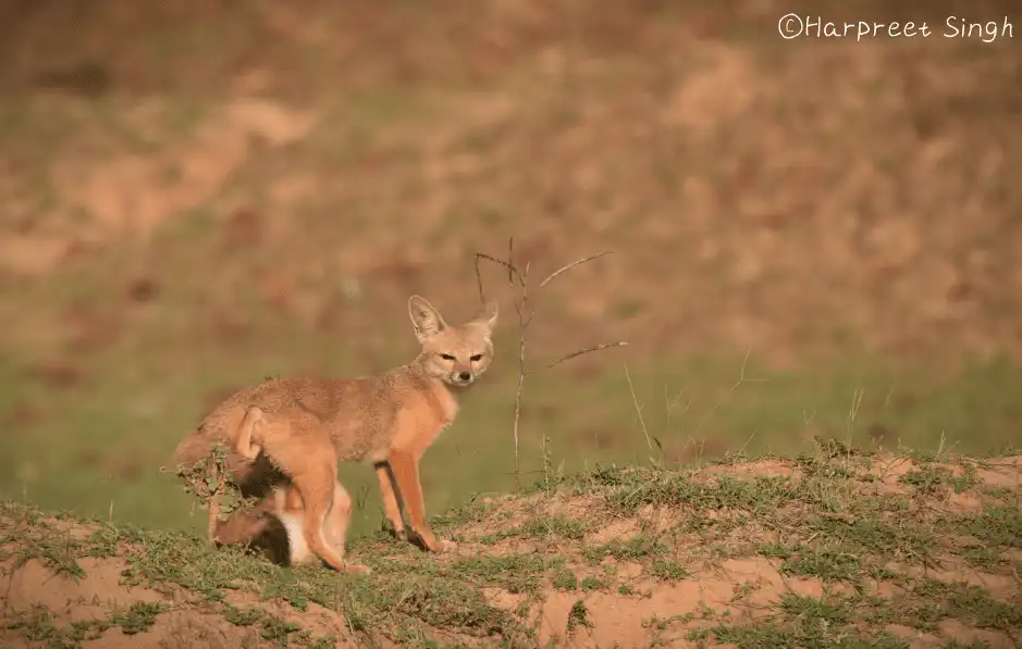 Indian fox