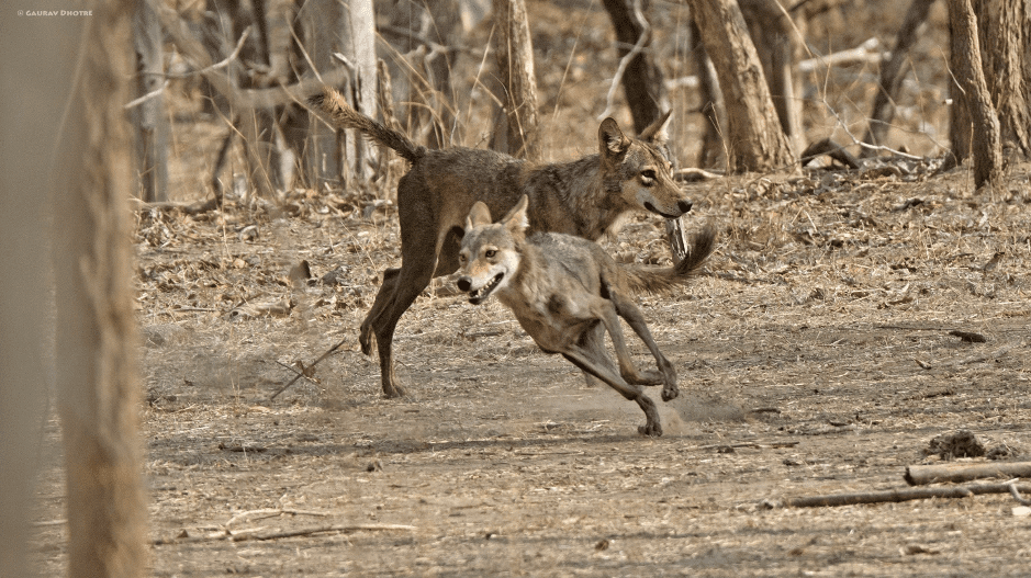 Canids In Central India Best Place To See Canids In India