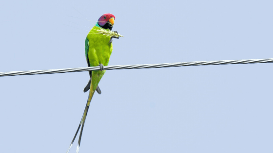 Plum-headed-Parakeet