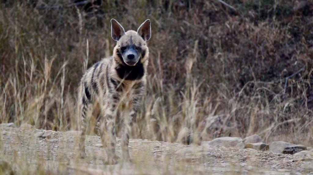 Striped Hyena