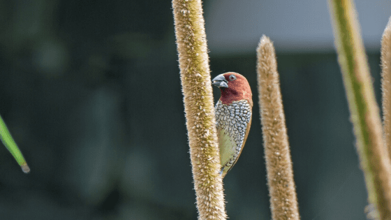 Scaly-Breasted-Munia