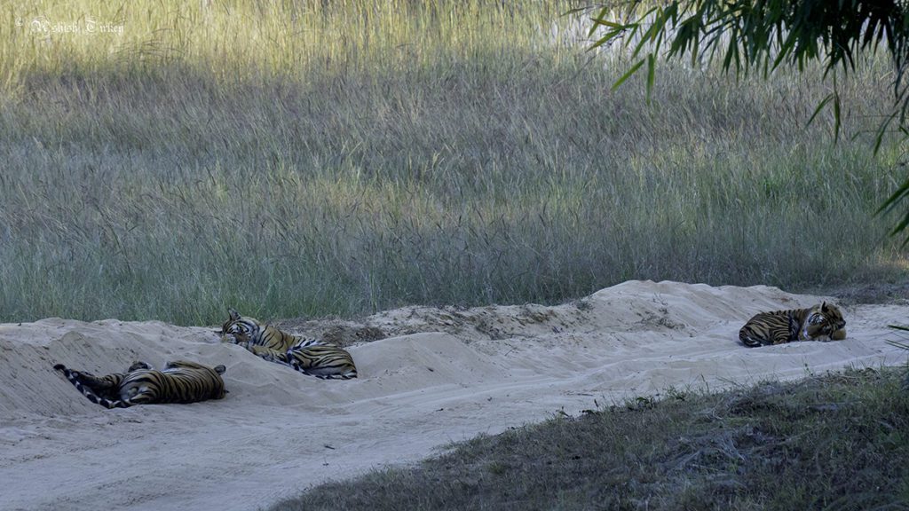 Why do tigers sleep for long hours?