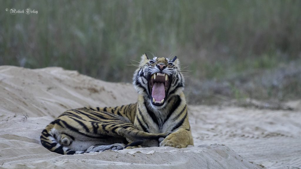 yawning-cub