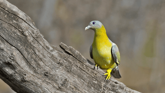 Yellow-Footed-Green-Pigeon