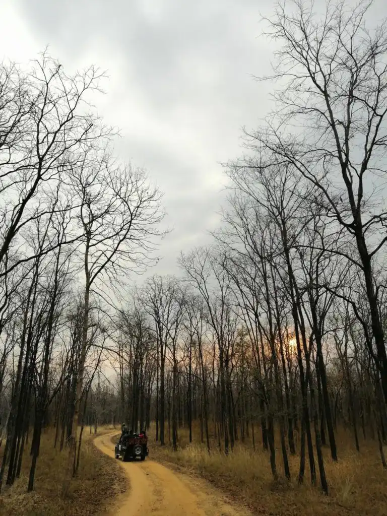thick forest in Jim Corbett National Park, Uttarakhand