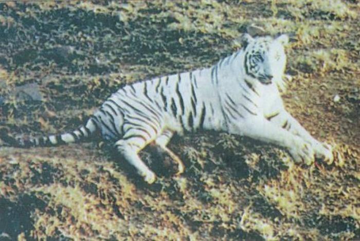Mohan white tiger