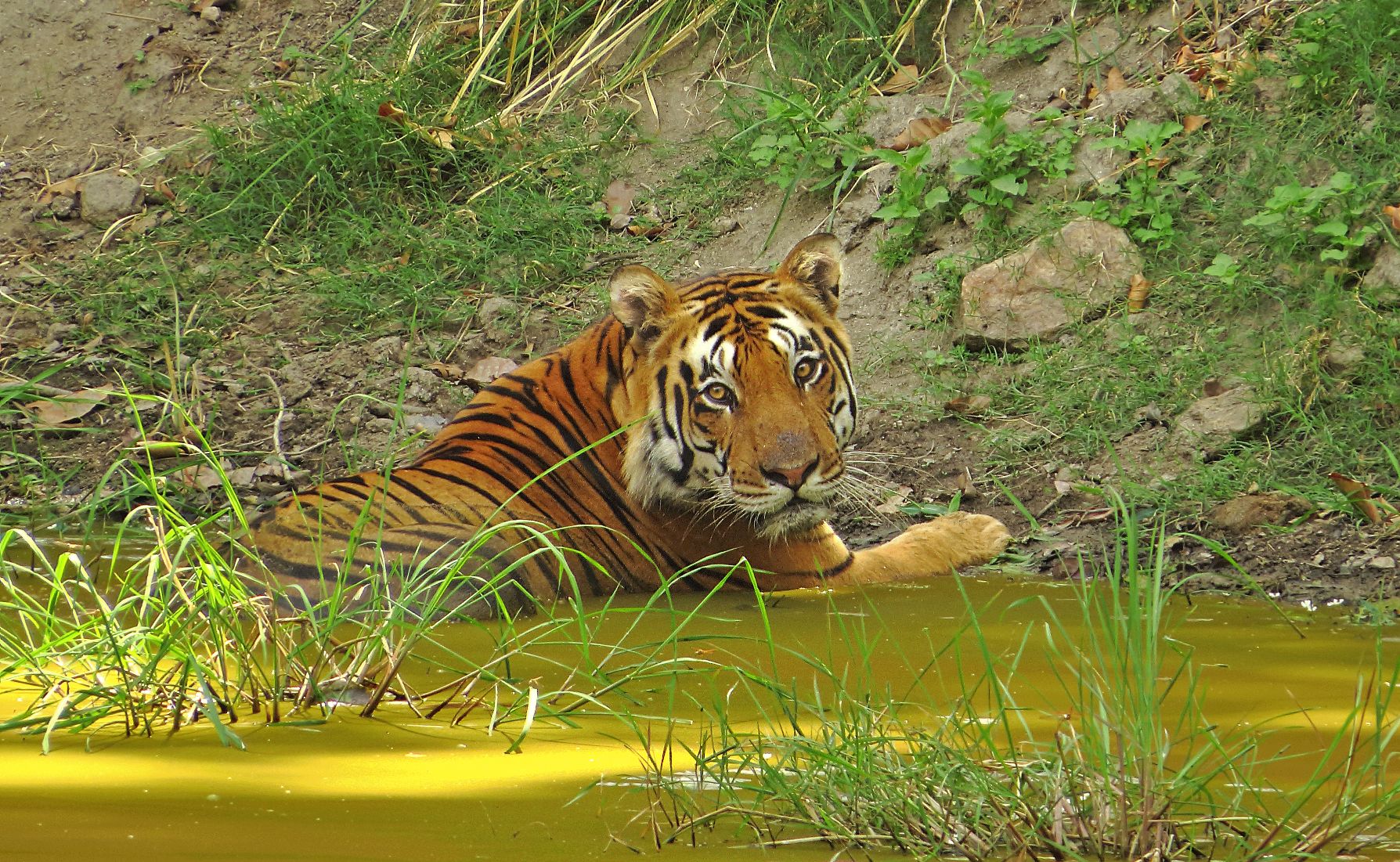 tiger in water 