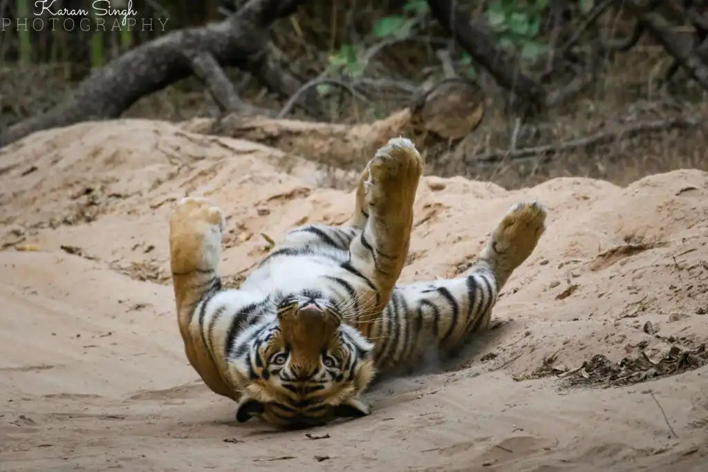 Why do Tigers roll up