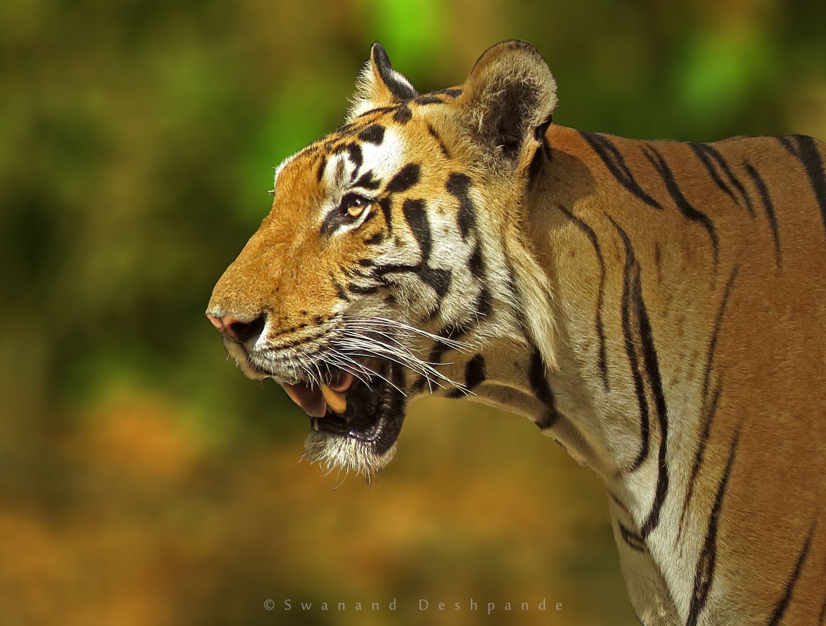 tadoba places to see tigers