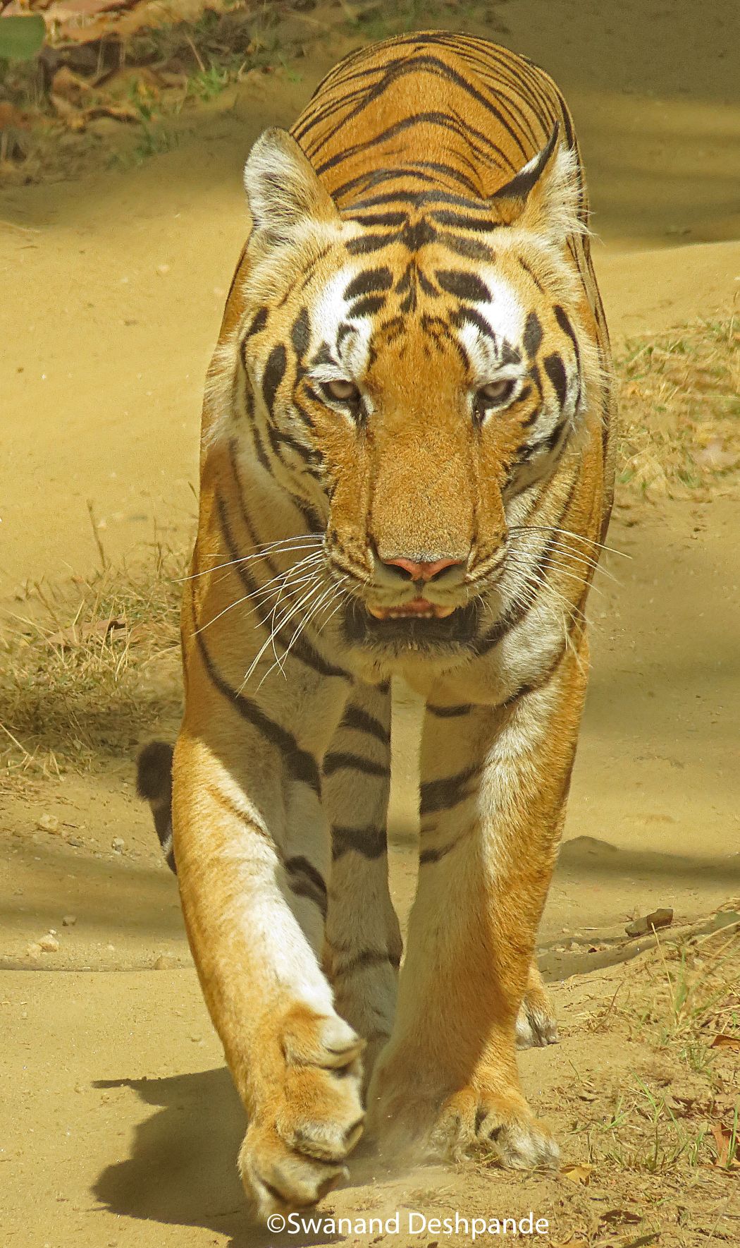 best places to see tigers in the wild 