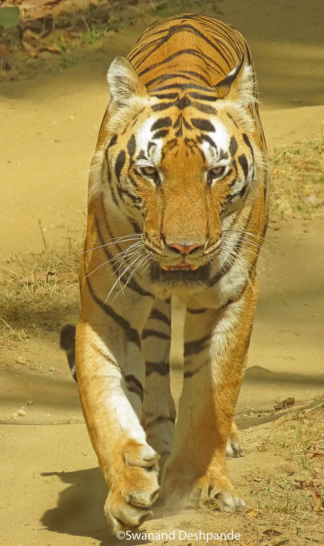 royal bengal tiger best places to see tigers in the wild