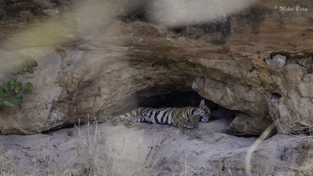 Tigers sleeping in cave