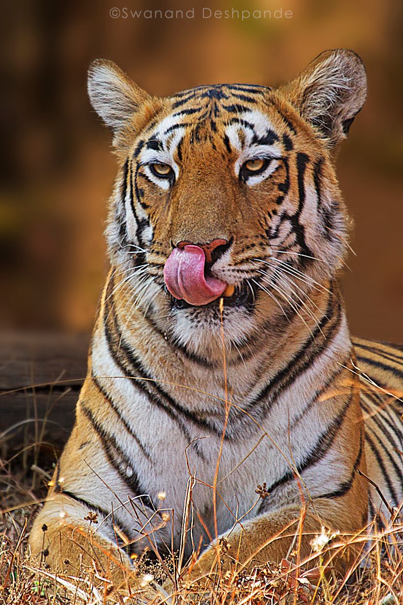tiger in bandhavgarh national park 