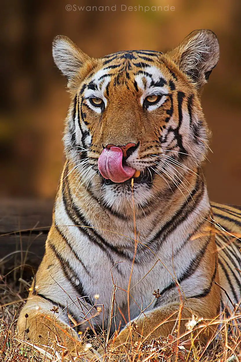 bandhavgarh national park tiger tiger in bandhavgarh national park