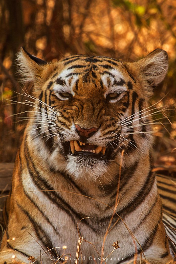 tigers safaris in bandhavgarh national park