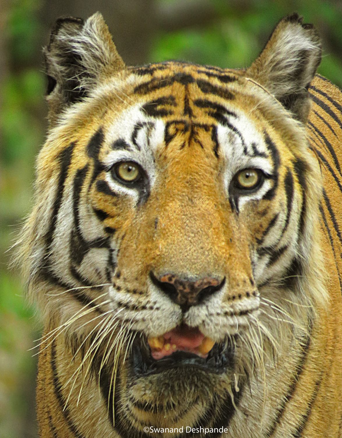 Top Places To See Tigers