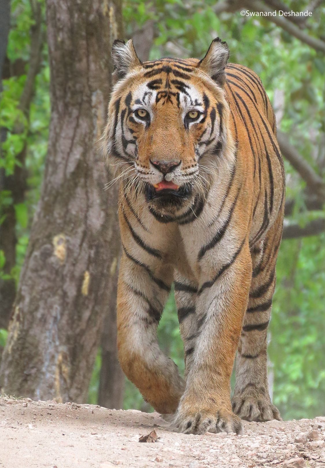 neelam tigress 