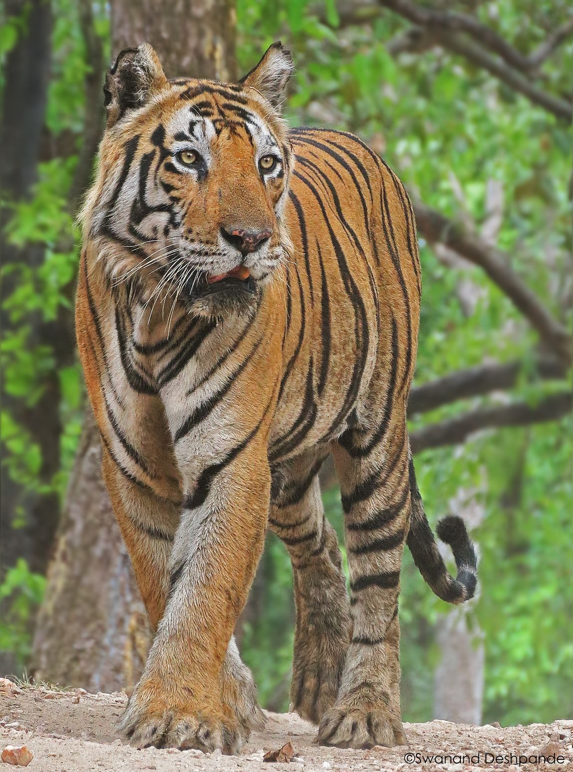 tiger in tadoba