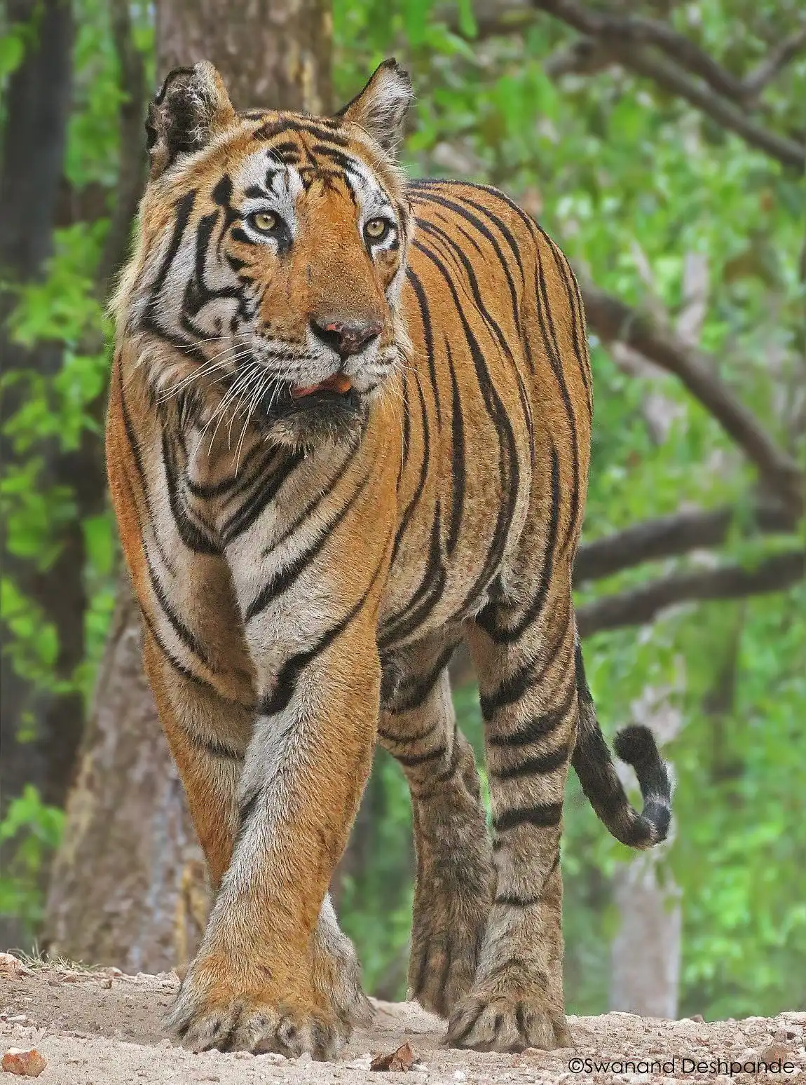 tiger in tadoba tiger in tadoba