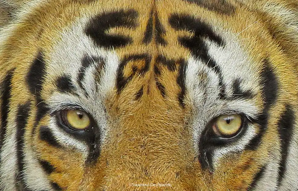 Munna Tiger in Kanha National Park