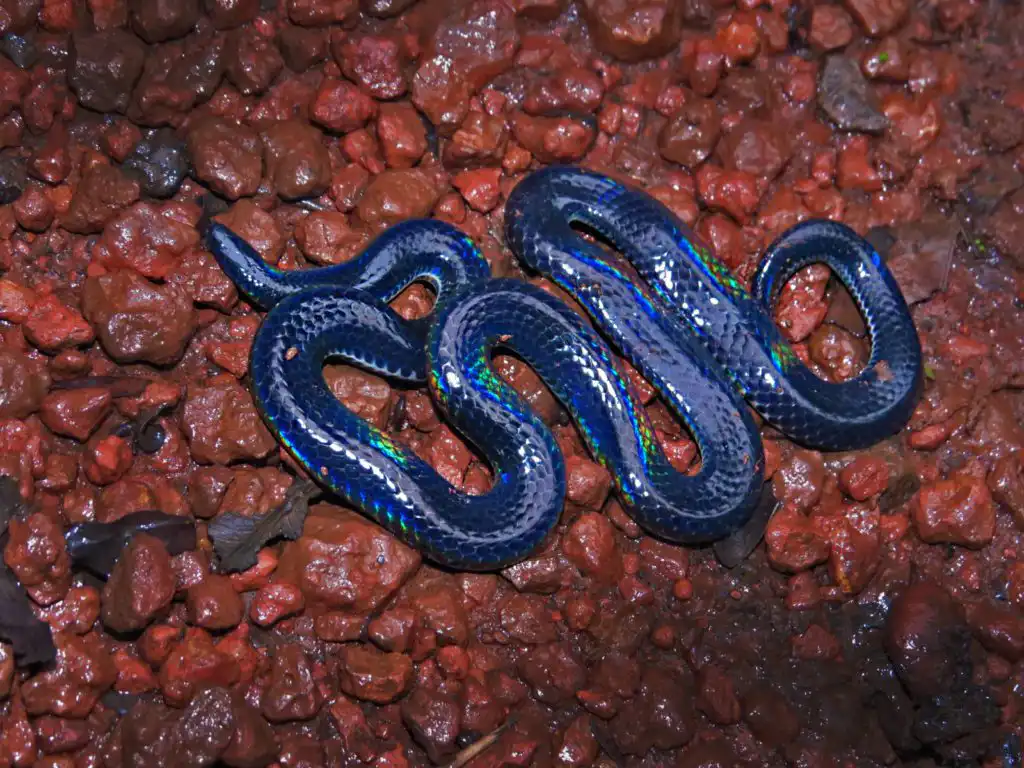 Snakes in India