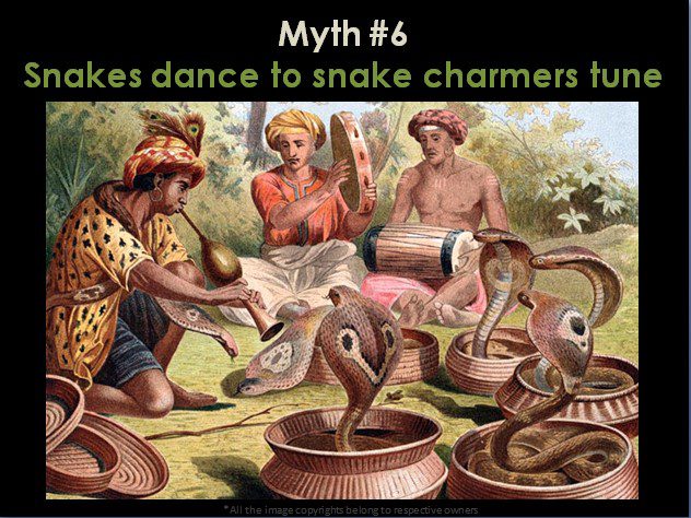 Myths about snakes dance to the snake charmers' tunes