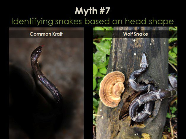 Myths about snakes head shapes