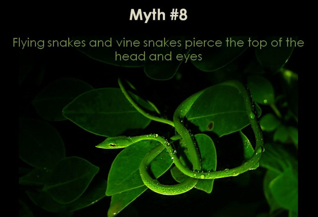 Myths about Flying Snakes & Vine Snakes