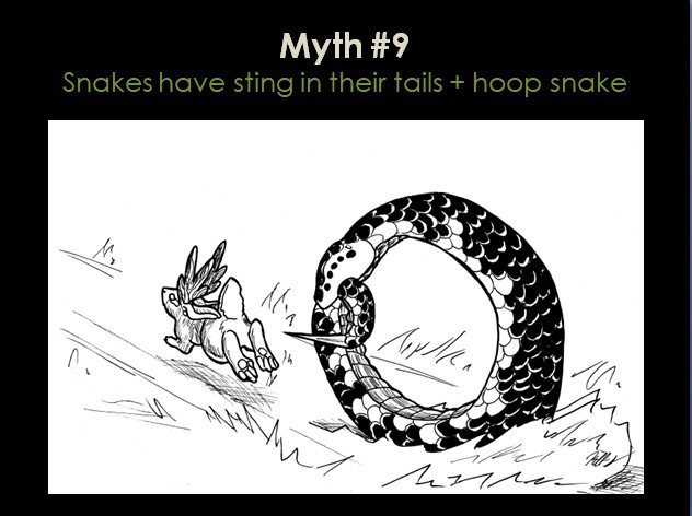 Myths about snakes have sting in their tails