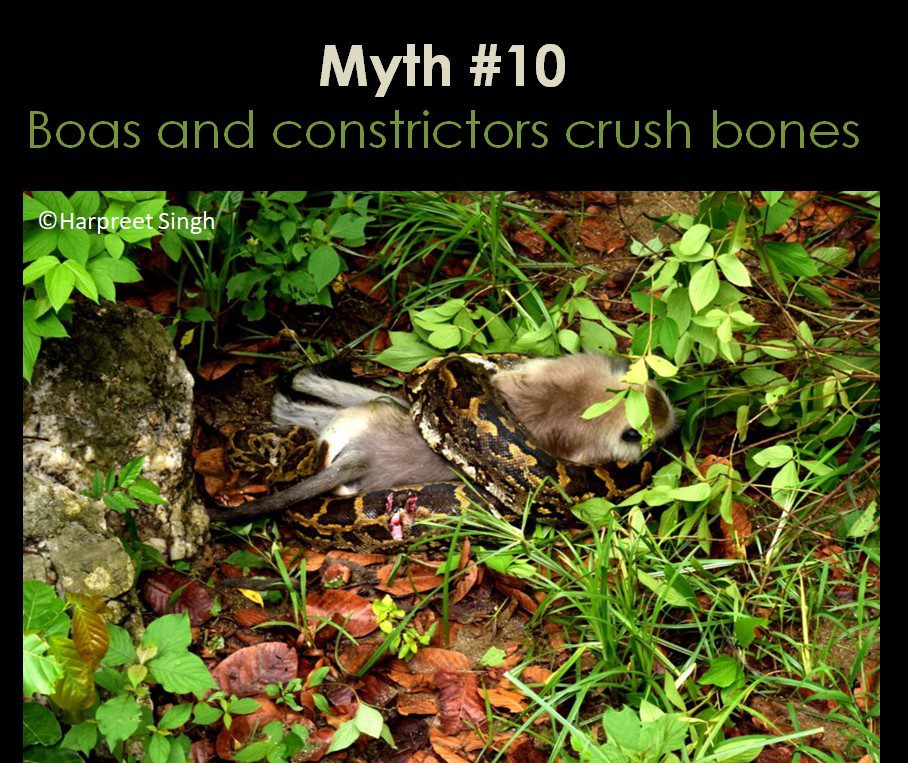 Pythons and Boa Constrictors kill their prey by breaking their bones