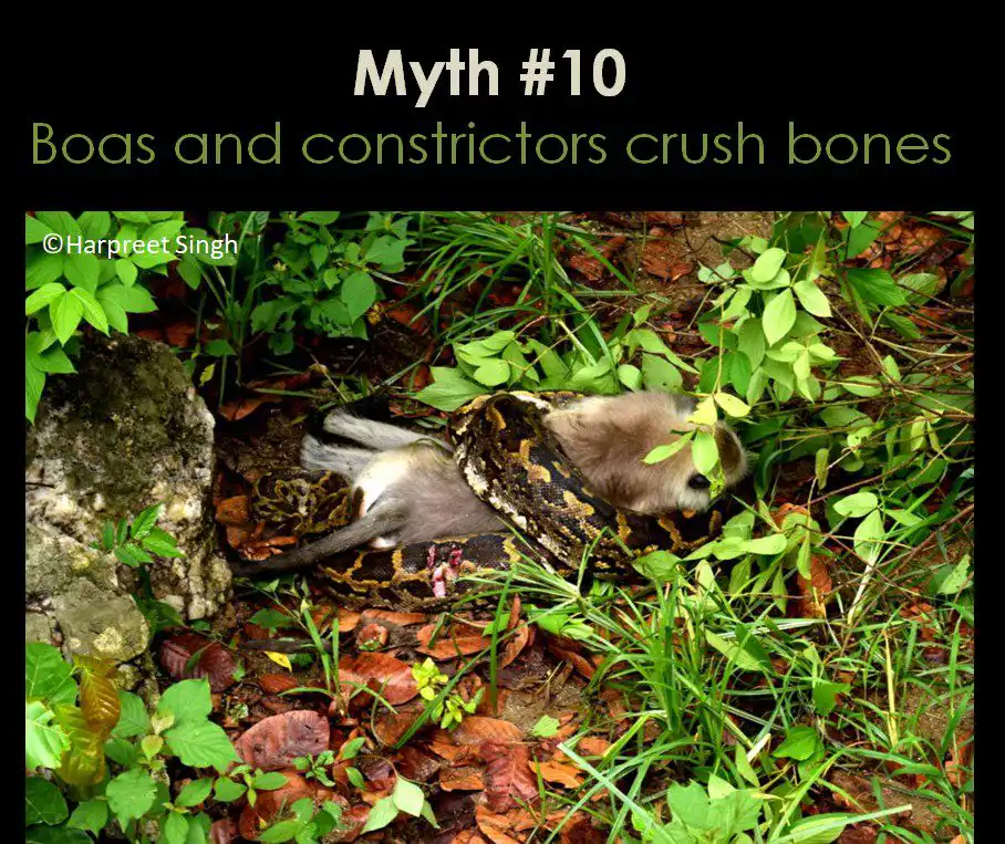 Pythons and Boa Constrictors kill their prey by breaking their bones