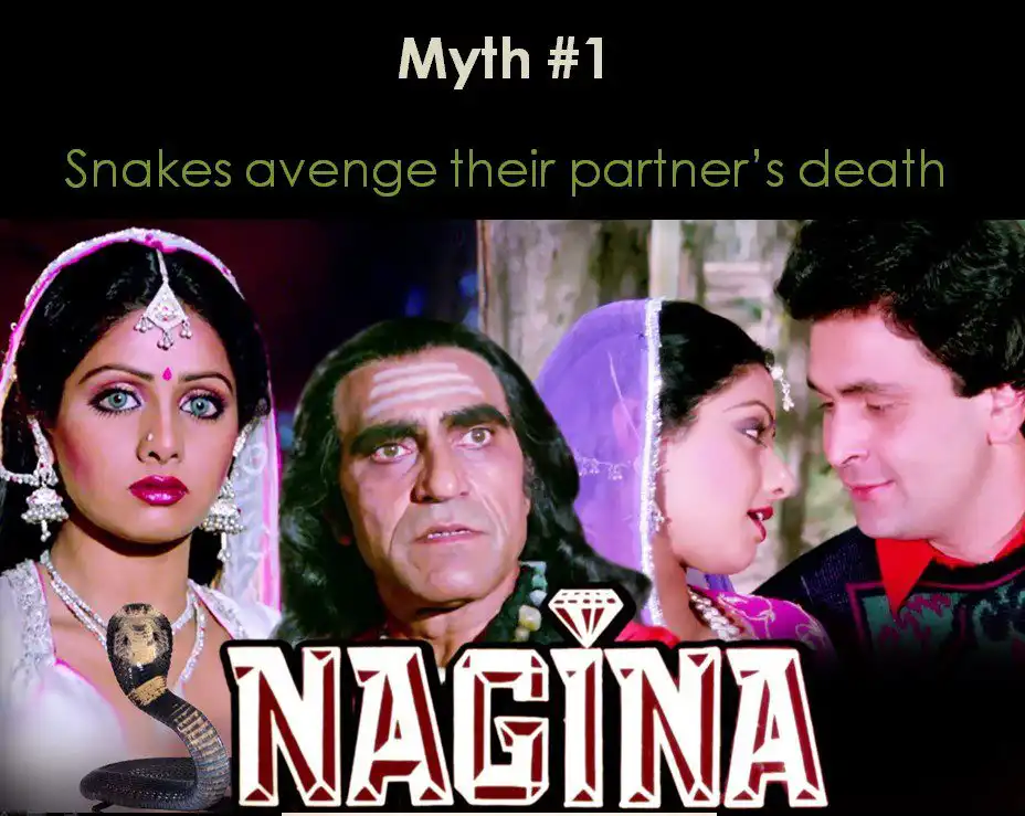 Snakes avenge their partner's death