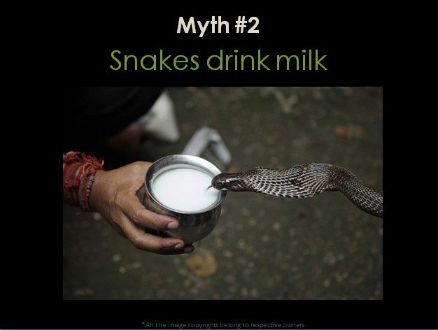 Snakes drink milk