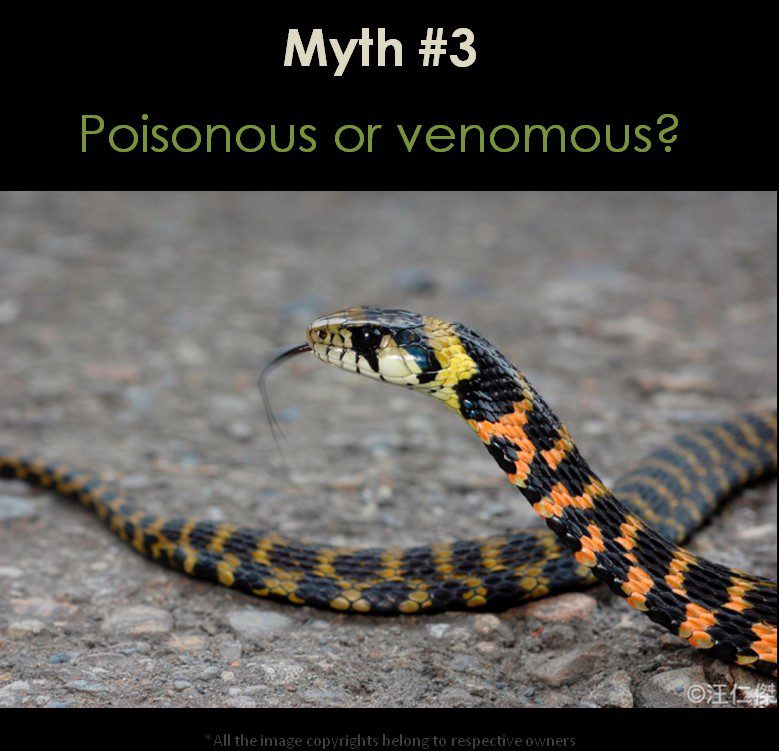 Snakes are poisonous or venomous