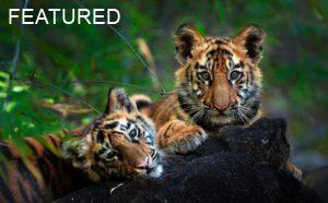 tiger cubs-2 tiger cubs