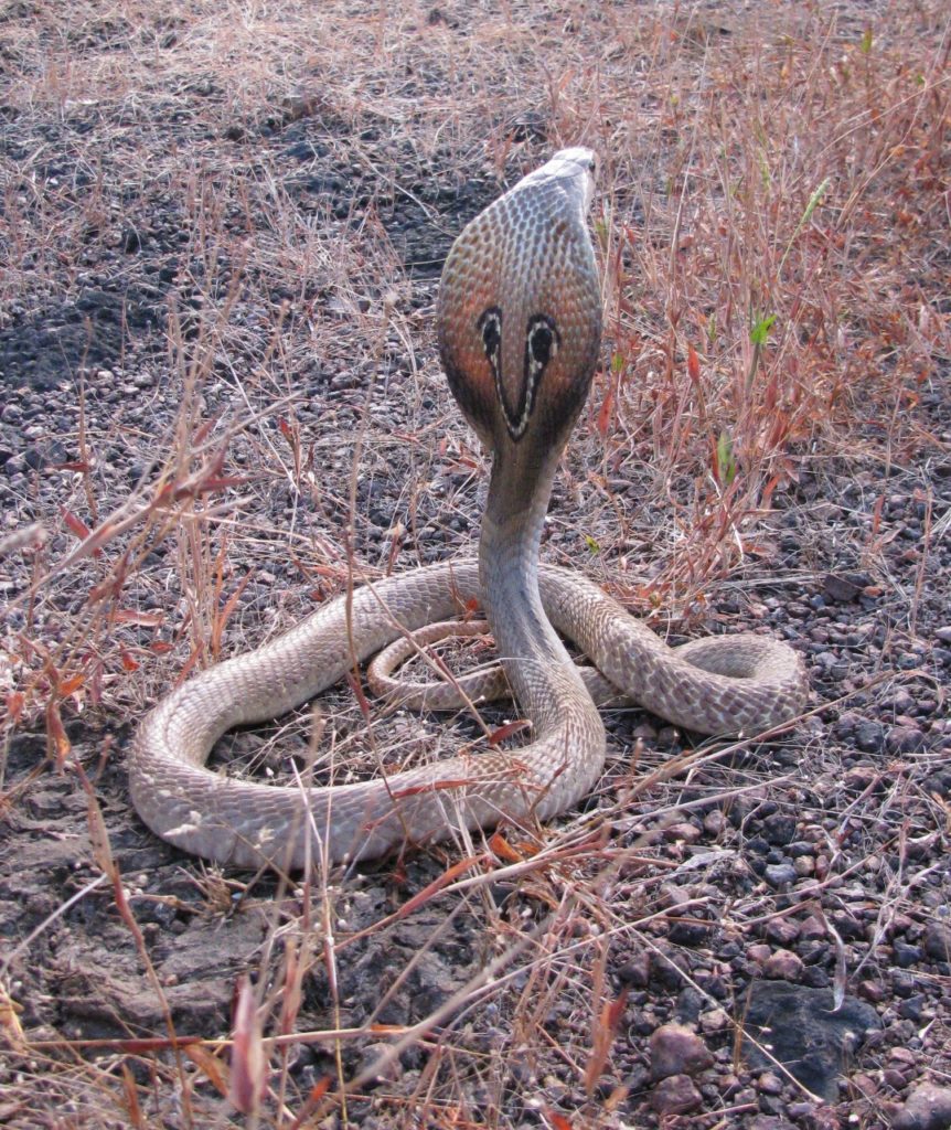 Deadly venomous King cobra is not a true cobra! 