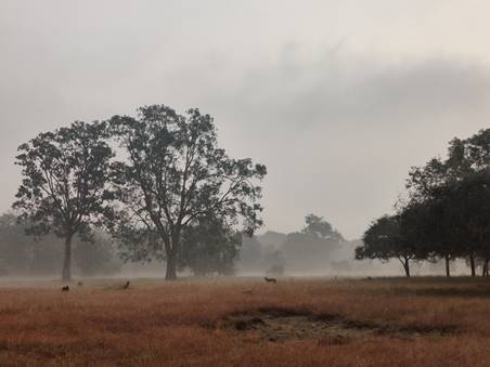 safaris in satpura